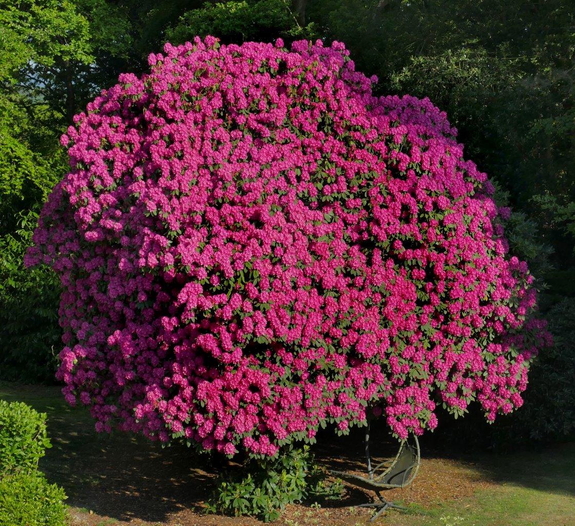 Rhodo at 'Spurfold'